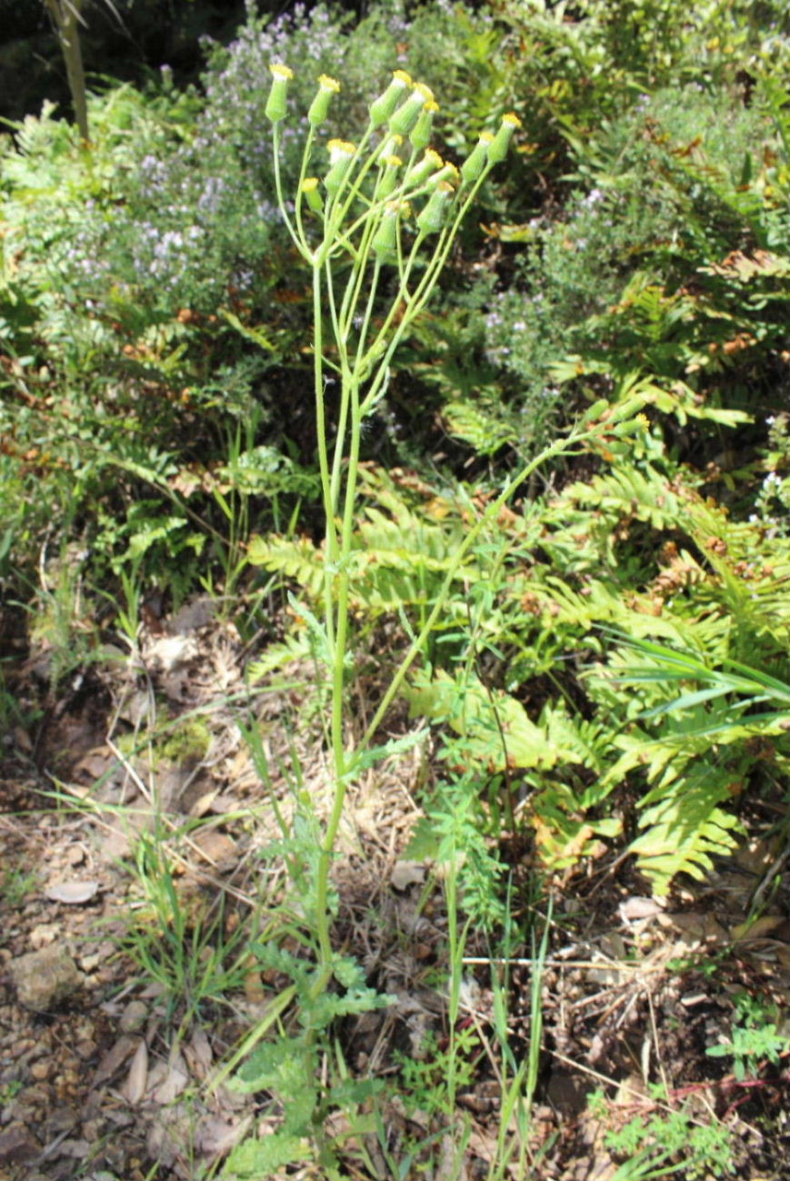 Senecio lividus / Senecione livido